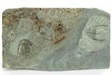 Early Cambrian Fallotaspis With Pos/Neg - Taroudant, Morocco #255639-2